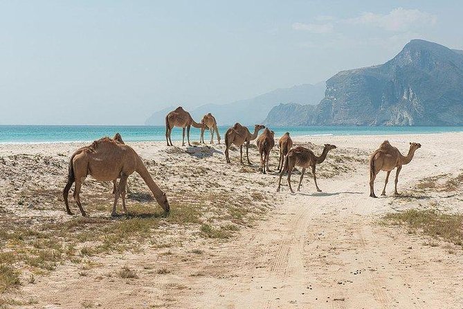 Full day west tour of Salalah - Guide Power: When the Day Has a Real Story