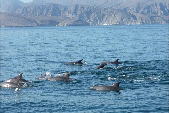 Half Day Dolphin Watching Musandam Dhow Cruise - Price and value: is $55 worth it?