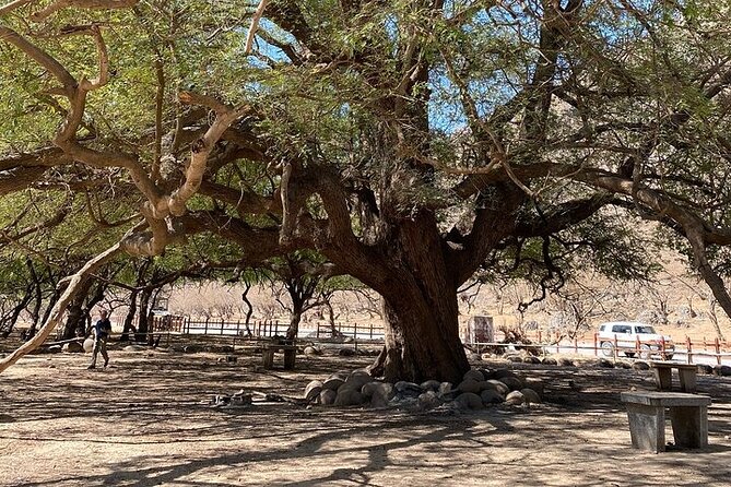 Half-Day Private Salalah East Tour - The Anti-Gravity Point Between Mirbat and Salalah