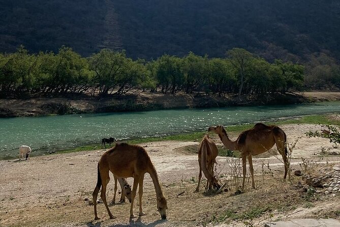 Half-Day Private Salalah East Tour - Taqah Beach and Cliff Views: Your First Quick Reset