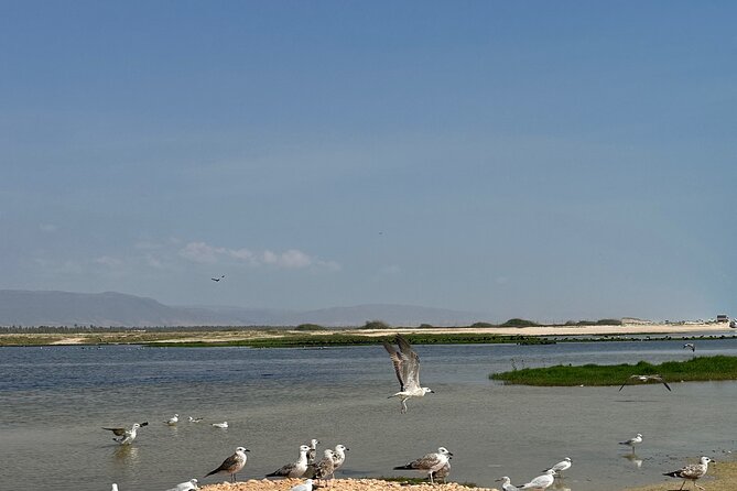 Historical Salalah City Tour - Al Haffa Beach, Al-nahdhah Tower, and palace and tower views