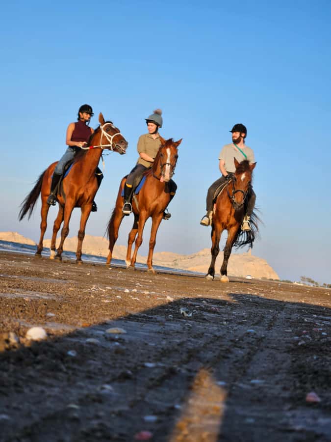 Horse Riding Oman - 2 hour ride - Why Al Sawadi Beach Horse Riding Works So Well Near Muscat