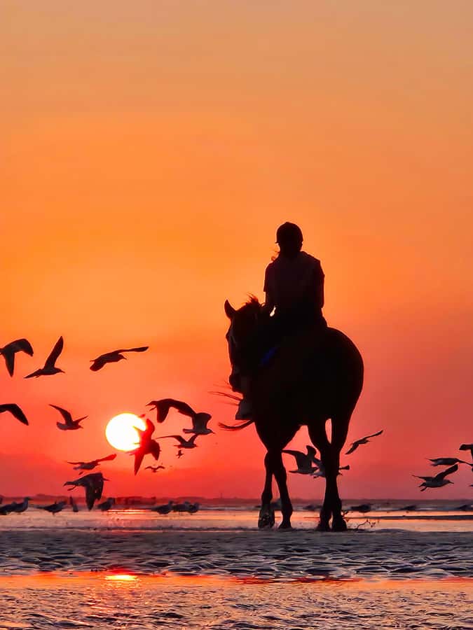 Horse Riding Oman - 2 hour ride - Who this horse ride is best for, and who should skip it