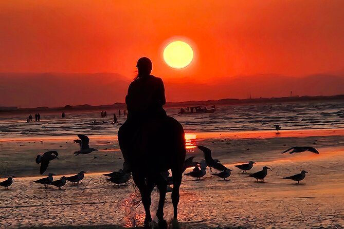 Horseback Riding Muscat Beach - Horses, safety, and how calm matters on sand