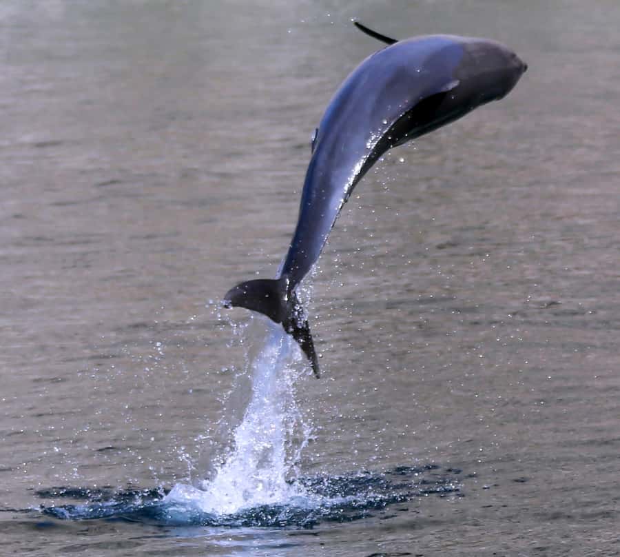 Khasab: Half-Day Dhow Cruise with Dolphin Watching - Dolphin watching: what you should actually look for