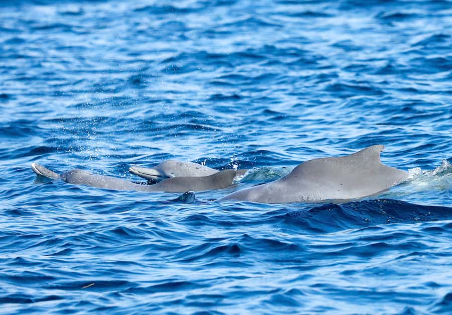 Khasab: Half-Day Dhow Cruise with Dolphin Watching - A realistic plan for your day in Khasab