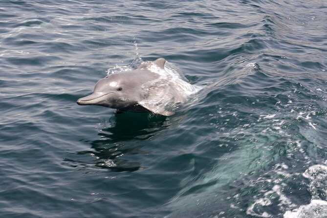 Khasab Musandam Half Day Dhow Cruise and Snorkeling Trip - Telegraphic Island Swim Stop: The Snorkeling Reality Check
