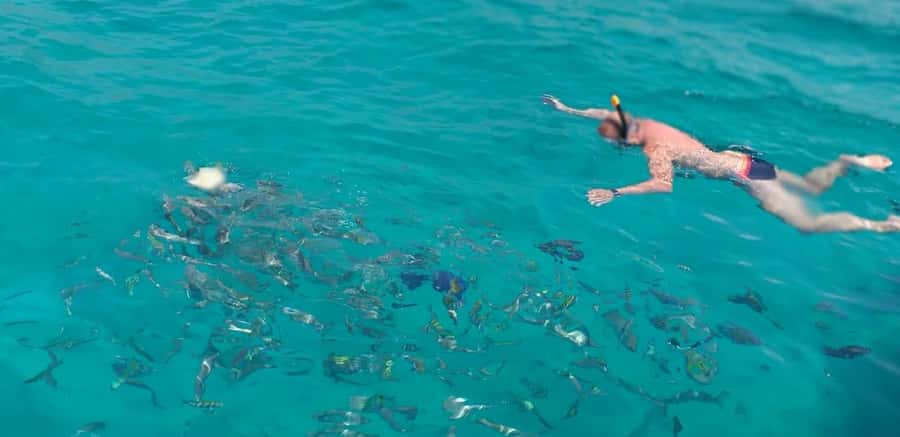 Khasab Musandam |Telegraph Island |Dhow Cruise | Dolphins - The Cruise Part: Sailing Into Khor Shimm and Dolphin-Watching Odds