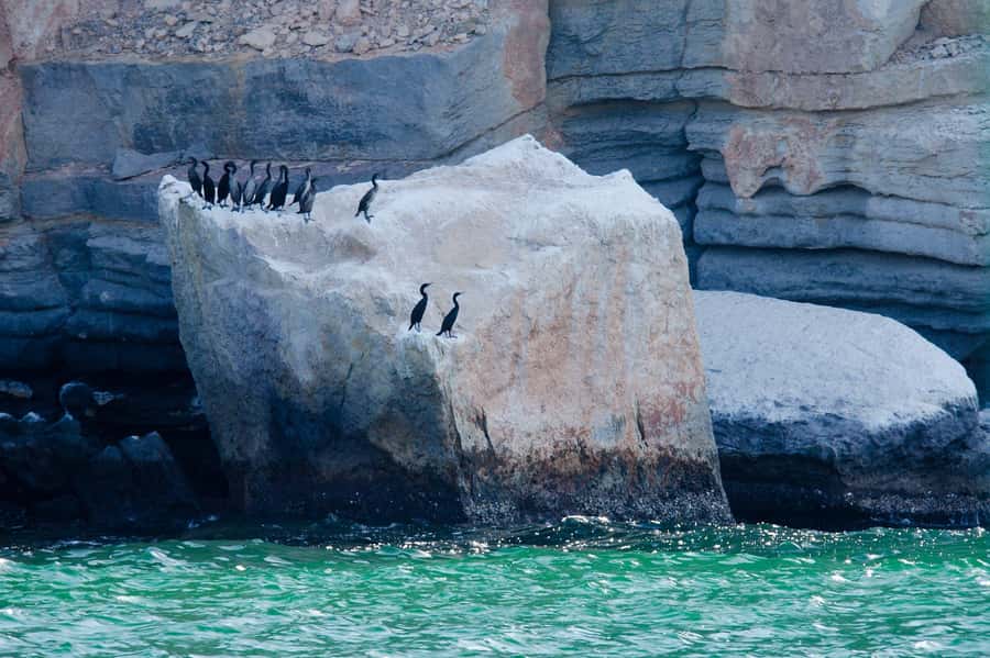 Khasab Musandam |Telegraph Island |Dhow Cruise | Dolphins - Telegraph Island: British Cable History Meets Calm Snorkeling Water