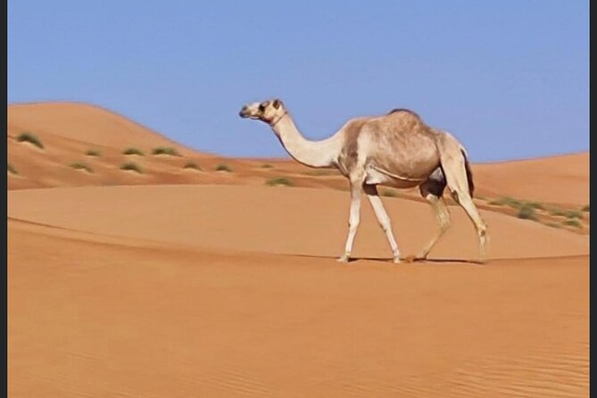Luxury Overnight Desert Safari in Salalah - Empty Quarter Dune Bashing: Sunset Timing and Multiple Runs