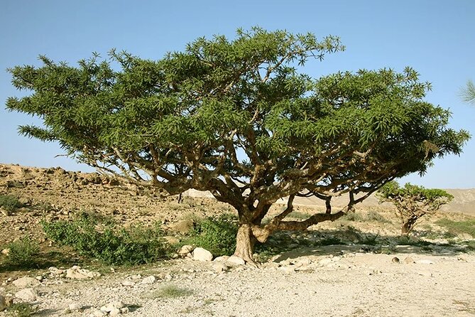 Luxury Overnight Desert Safari in Salalah - Arabic Tented Camp Overnight: Dinner, Bonfire, Shisha, and Stargazing