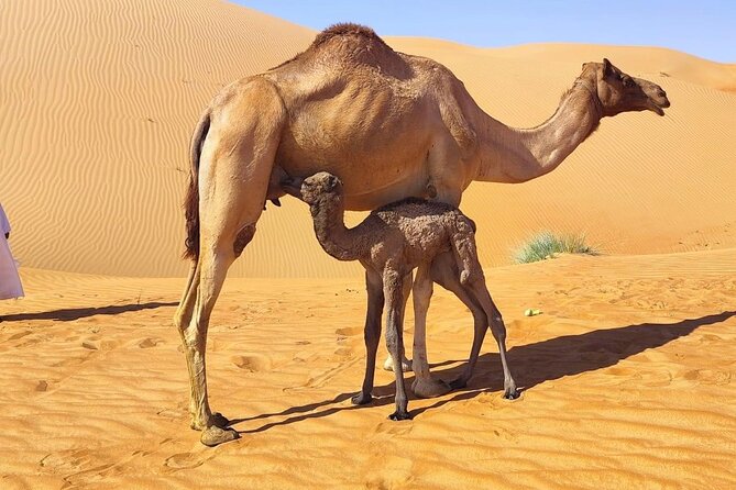 Luxury Overnight Desert Safari in Salalah - Sunrise in the Middle of the Desert, Then Breakfast