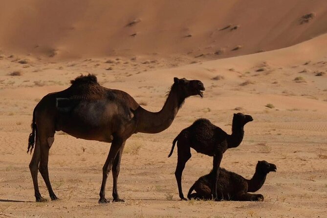 Luxury Overnight Desert Safari in Salalah - Value and Comfort: Latest Vehicles, Private Tent Setup, and What to Expect