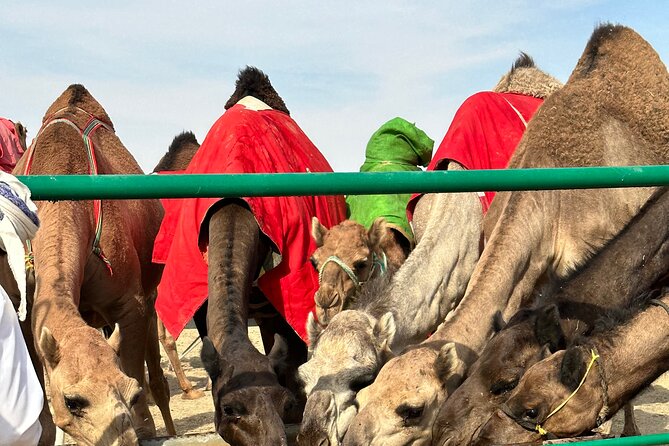 Luxury Overnight Desert Safari in Salalah - Who This Safari Fits Best, and Who Should Skip It
