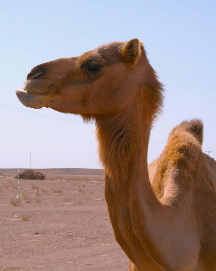 Luxury Overnight Desert Safari in Salalah - Should You Book This Salalah Overnight Desert Safari?