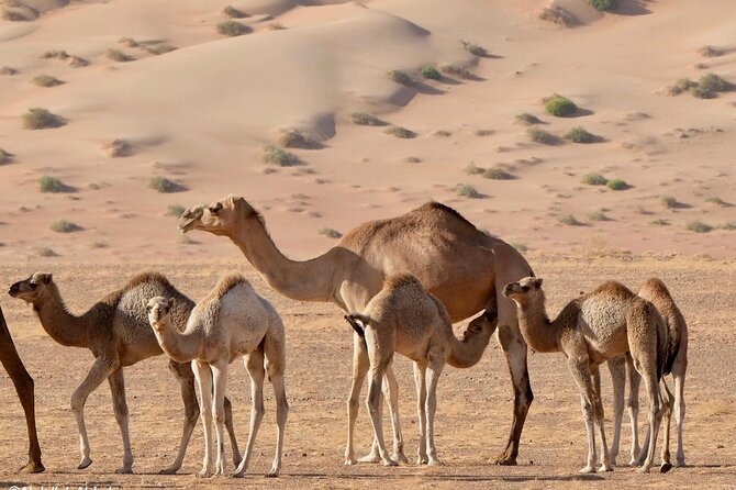 Luxury Sunset Desert Safari - Wadi Dawkah frankincense national park: where the day starts to smell like Oman