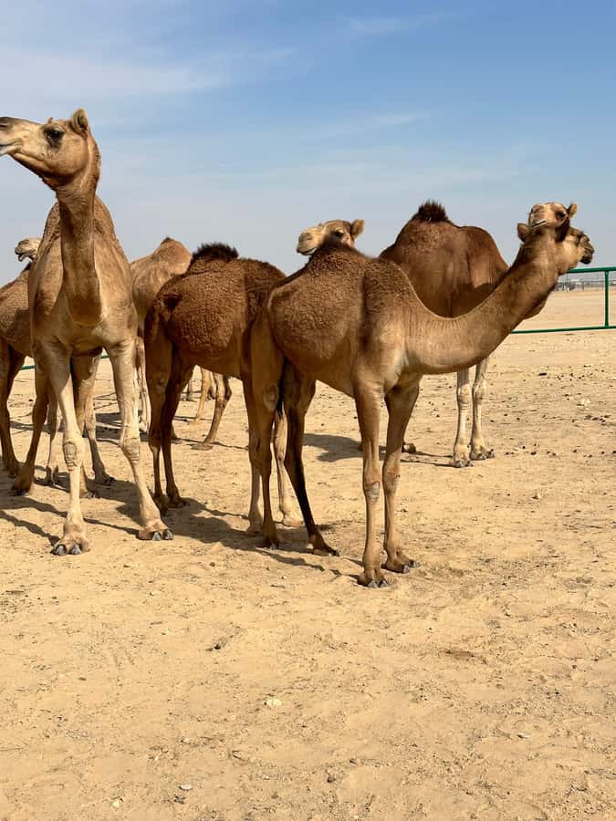 Luxury Sunset Desert Safari at Salalah Empty Quarter - Why Salalah’s Empty Quarter Sunset Safari Feels Different