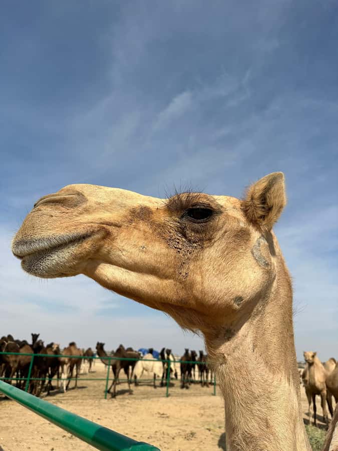 Luxury Sunset Desert Safari at Salalah Empty Quarter - Dune drive on the highest sand dunes: what it feels like