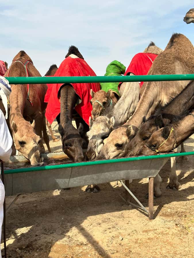 Luxury Sunset Desert Safari at Salalah Empty Quarter - Vehicles, comfort, and how “luxury” shows up in the details
