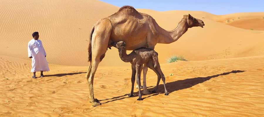 Magical Desert Safari By Land Cruise in Empty Quarter - Entering the Empty Quarter from Salalah, without the hassle