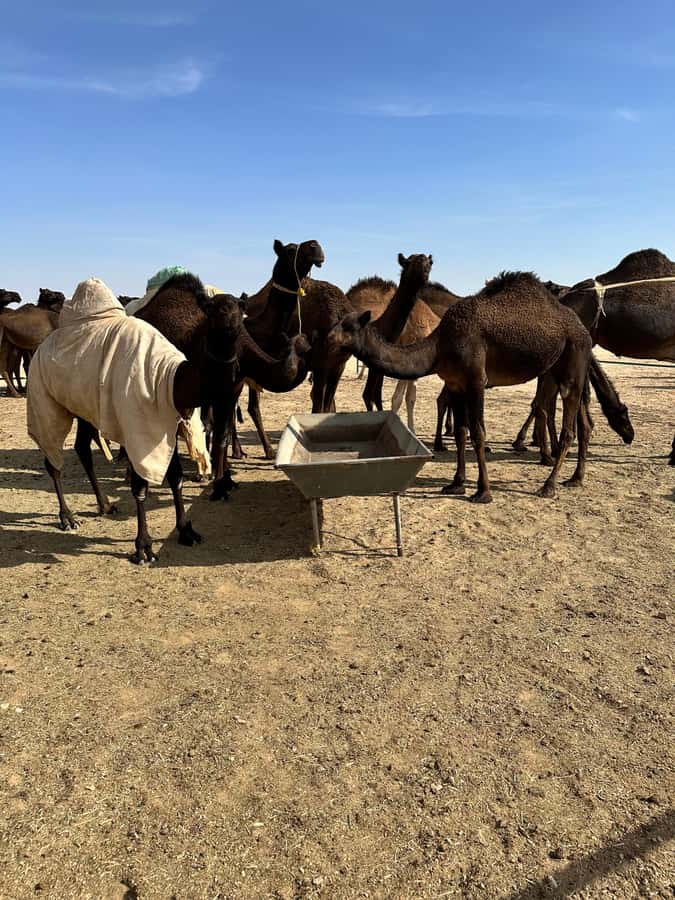 Magical Desert Safari By Land Cruise in Empty Quarter - Frankincense Natural Park: the stop that makes Oman feel real