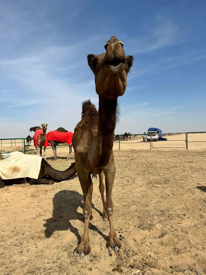 Magical Desert Safari By Land Cruise in Empty Quarter - Black camels and the camel farm moment