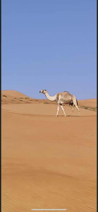 Magical Desert Safari By Land Cruise in Empty Quarter - Ubar archaeological site: the optional 3 OMR choice