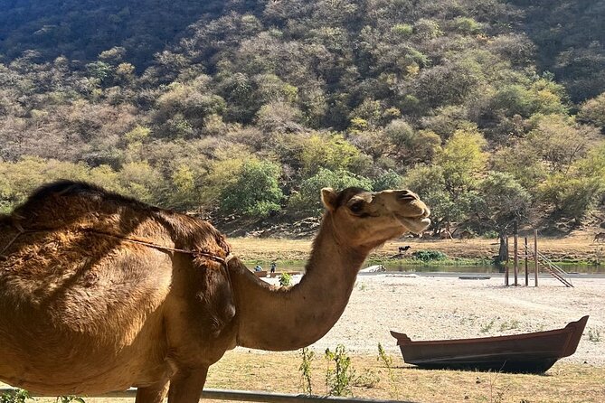 Mountain Safari, Camels, waterfalls & lunch (Group Tour) - About the camels and mountain safari name