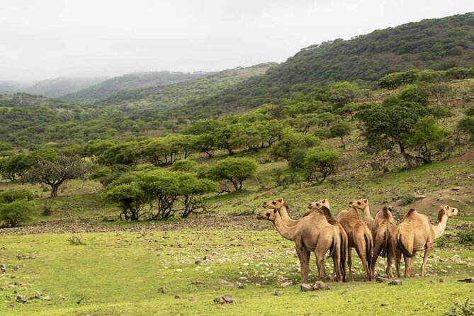Mountain Safari, Camels, waterfalls & lunch (Group Tour) - Wadi Darbat: when the greenery turns into waterfalls