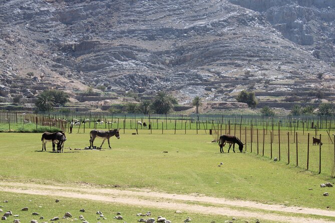 Mountain Safari in Jebel Harim - Fjord of Khor Najd and Al Khalidiya Park Stops