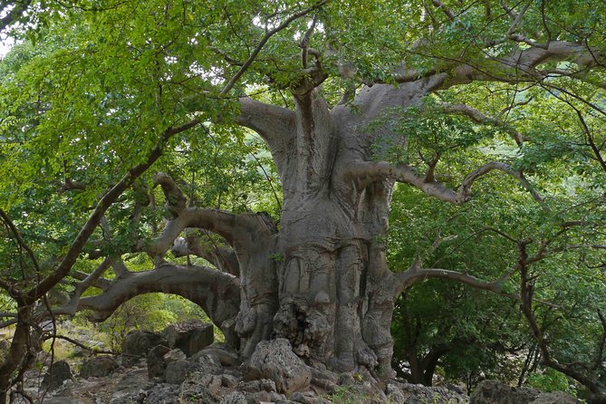Mountain Tour - Darbat falls, Jebel Samhan, sinkholes, baobabs - Wadi Hinae baobabs: the only Arabian Peninsula giant baobab forest