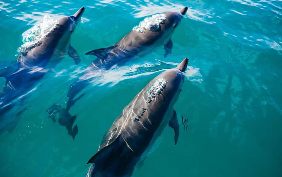 Musandam/Khasab: Overnight Dhow Cruise with Camping and BBQ - Telegraph Island and Seebi Island: Snorkeling and Swimming Where the Reef Edge Matters