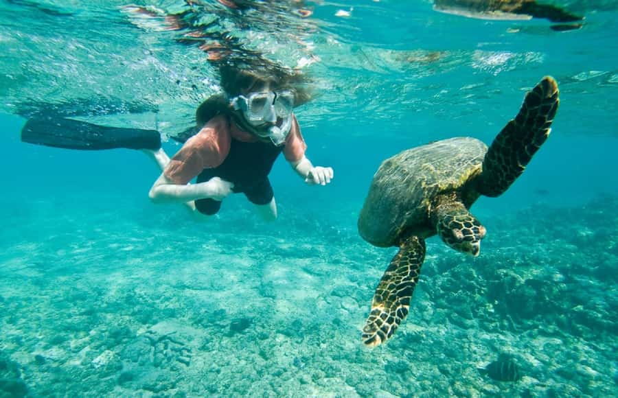 Muscat: 4-Hour Snorkeling Tour with Dolphin watching - Key highlights worth your attention