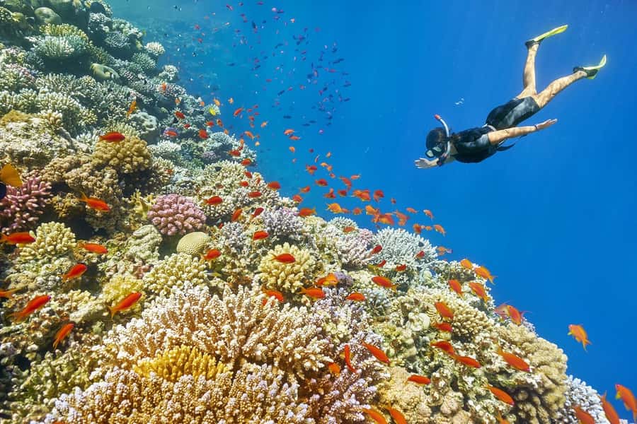 Muscat: 4-Hour Snorkeling Tour with Dolphin watching - The 4-hour snorkeling-and-dolphins plan that actually works in Muscat