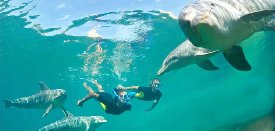 Muscat: 4-Hour Snorkeling Tour with Dolphin watching - Dolphin watching: how to think about the odds