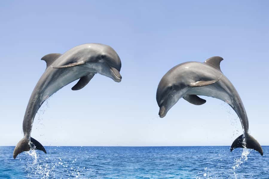Muscat: 4-Hour Snorkeling Tour with Dolphin watching - What’s on board: gear, snacks, drinks, and the small stuff that helps