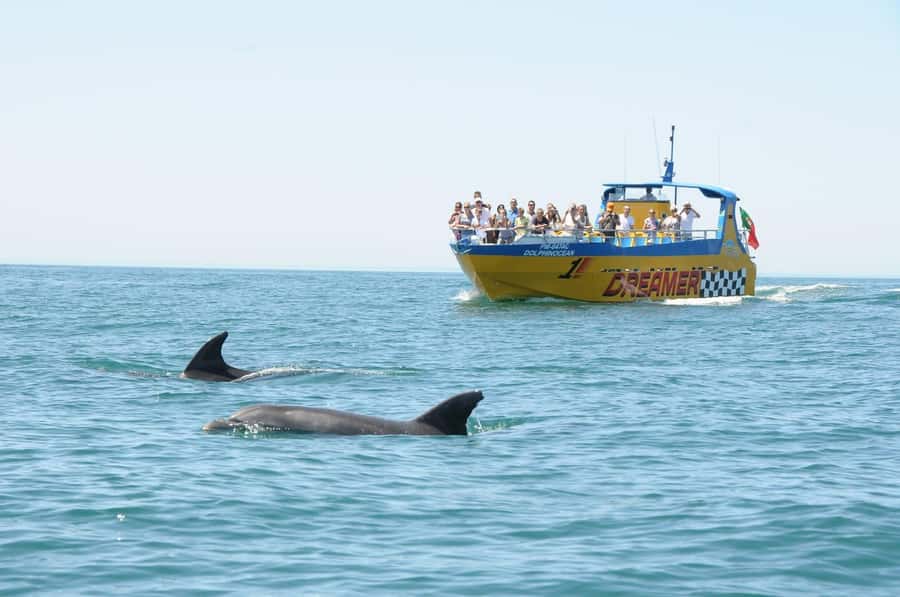 Muscat: 4-Hour Snorkeling Tour with Dolphin watching - Who this tour is best for, and who should rethink it