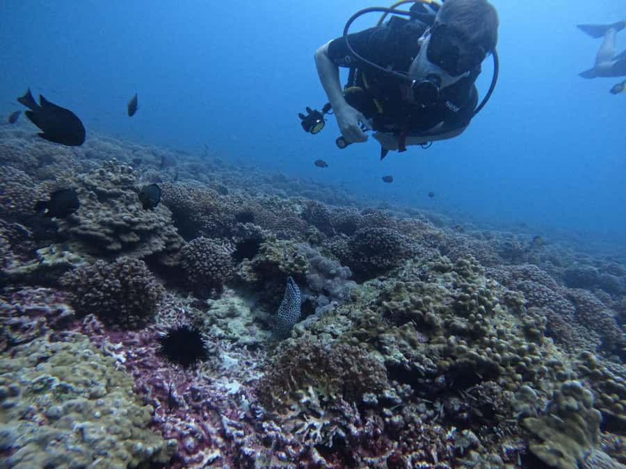 Muscat: Daymaniat Islands Scuba Diving for Beginners - Key things to know before you book