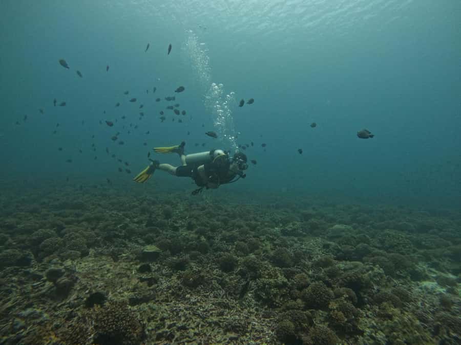 Muscat: Daymaniat Islands Scuba Diving for Beginners - Small group experience: why up to 4 people matters