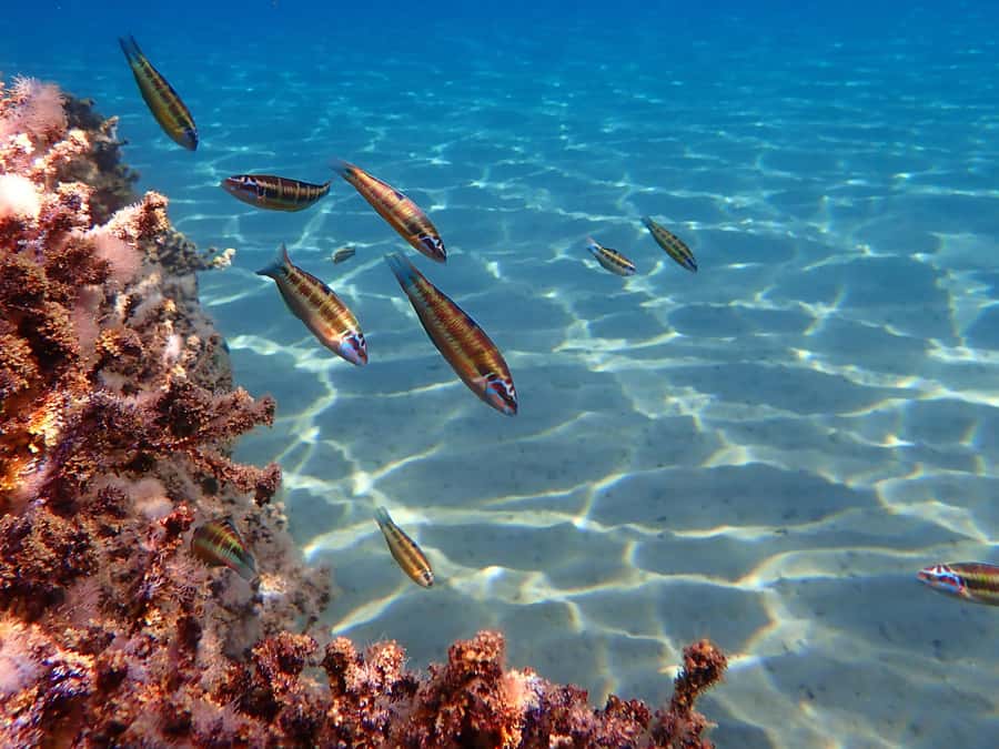 Muscat: Daymaniat Islands Snorkeling Tour with Refreshments - Price and Value: Is $72 Fair for This Half-Day?