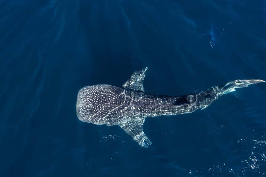 Muscat: Daymaniat Islands Snorkeling Tour with Refreshments - Seeb Port Meet-Up and the Speedboat Ride Timing