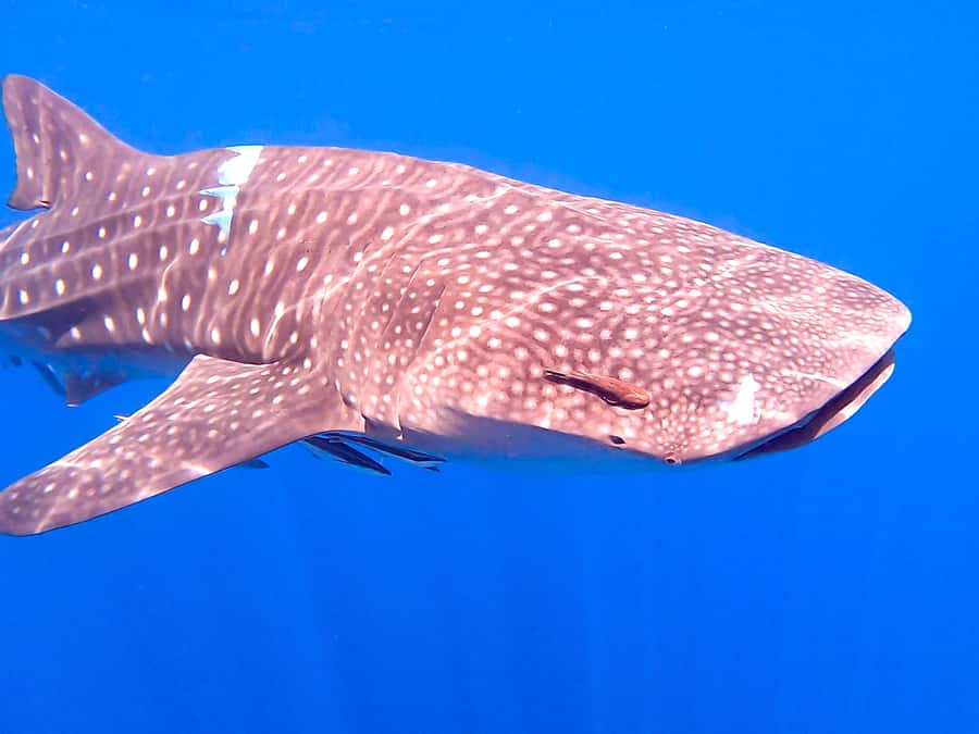 Muscat: Daymaniat Islands Snorkeling Tour with Refreshments - Two Snorkeling Stops: What You’ll Actually See Underwater