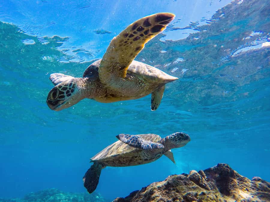 Muscat: Daymaniat Islands Snorkeling Tour with Refreshments - Beach Time vs No-Landing Season: How Your Day Changes