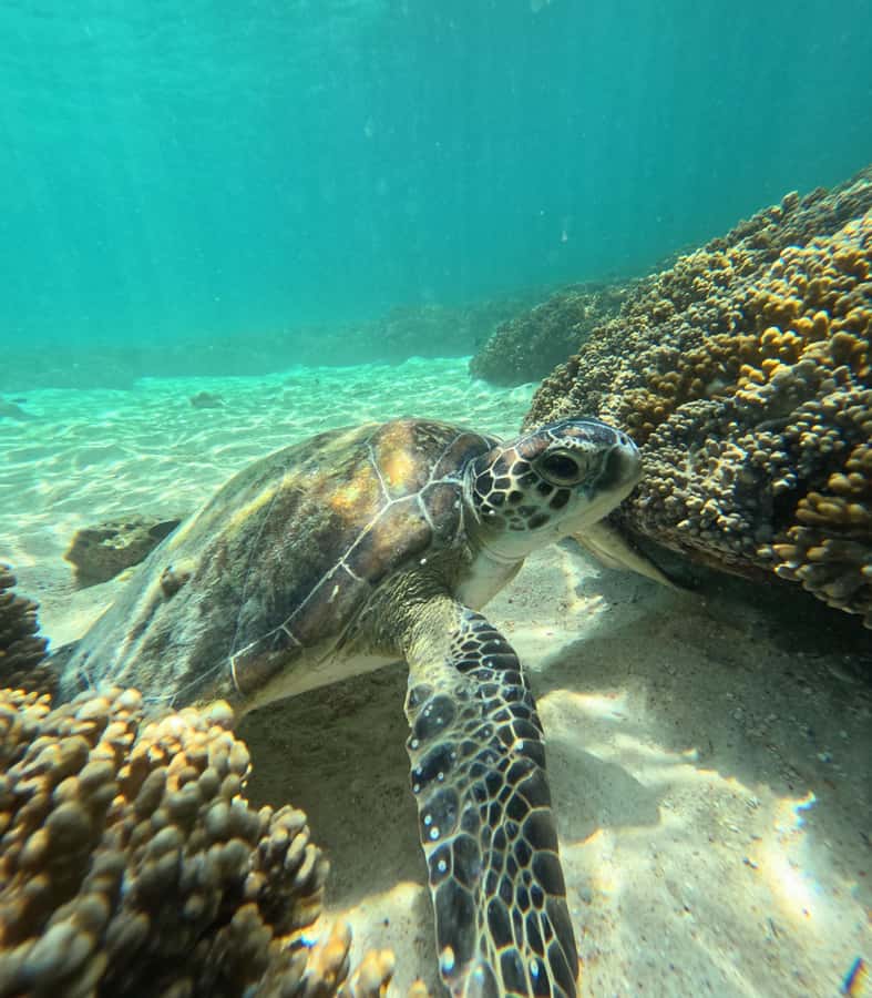 Muscat: Daymaniat Islands Snorkeling Tour with Refreshments - Gear, Crew Help, and the Food You’ll Actually Notice