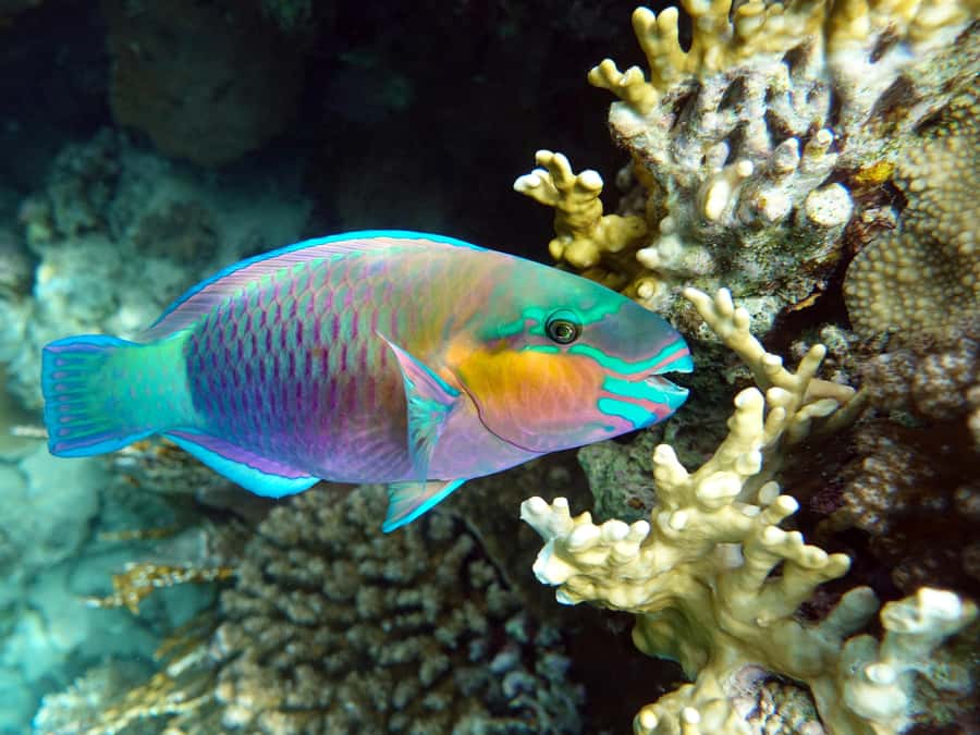 Muscat: Daymaniat Islands Snorkeling Tour with Refreshments - Whale Sharks in Summer: What to Expect and What Not to Bet On