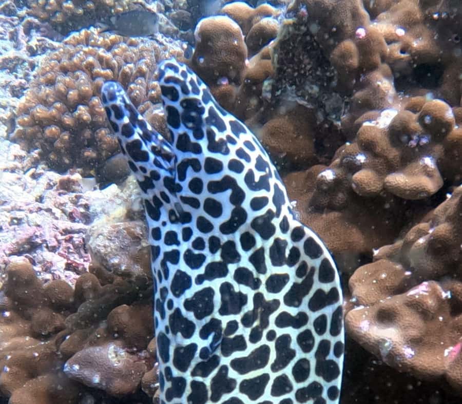 Muscat: Daymaniat Islands Try Scuba Diving - Underwater Time in the Protected Reserve: What You Can Expect to See