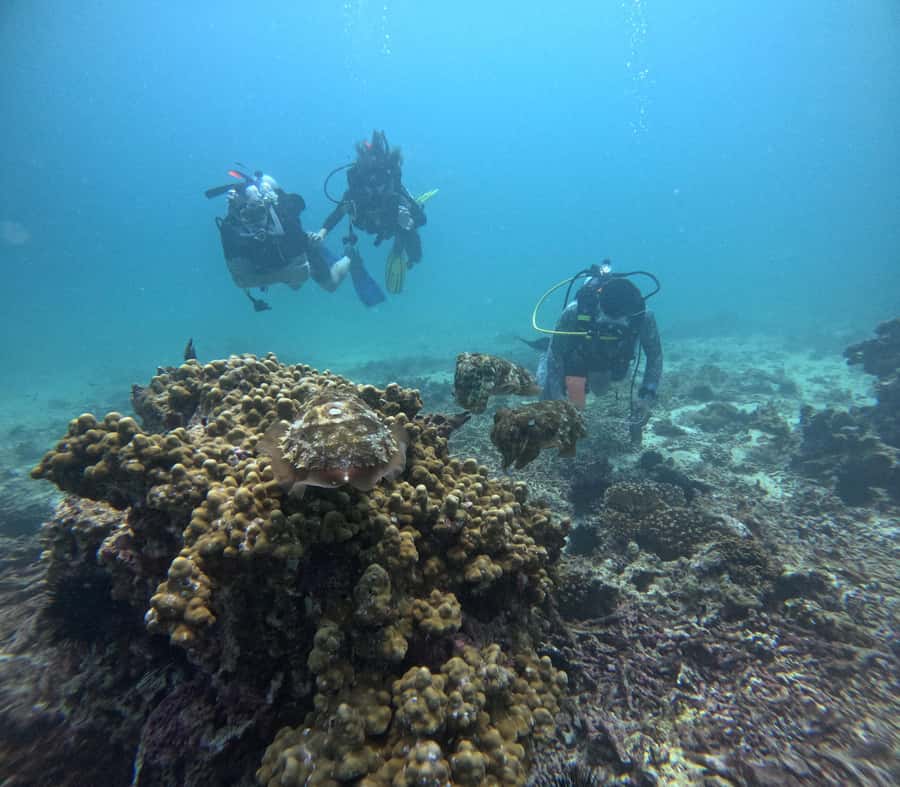 Muscat: Daymaniat Islands Try Scuba Diving - Price and Value: Is $217 a Fair Deal?