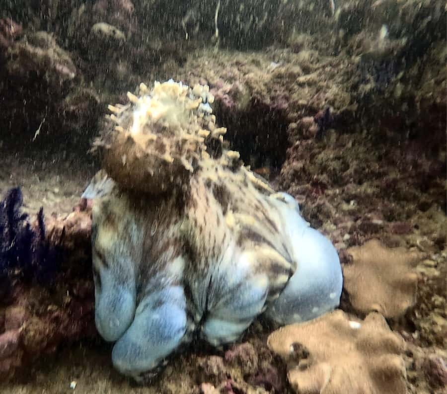 Muscat: Daymaniat Islands Try Scuba Diving - Who This Trip Fits Best (And Who Should Skip It)