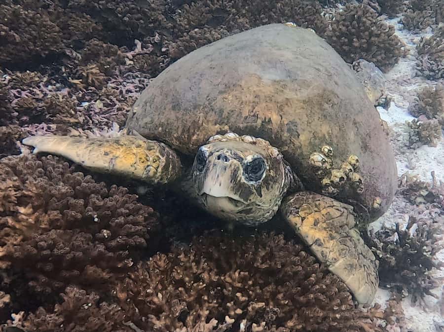 Muscat: Daymaniat Islands Try Scuba Diving - What to Bring (So You Don’t Lose Time on Arrival)