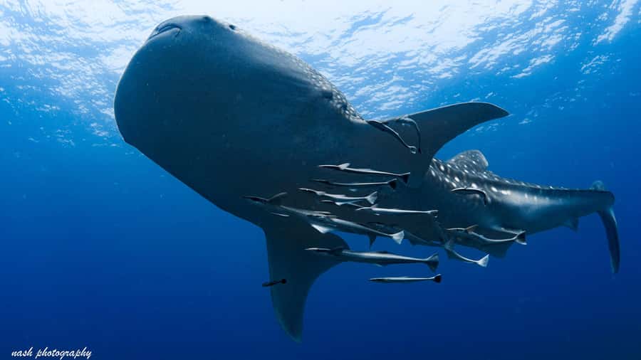 Muscat: Daymaniyat Island Scuba Dive 2 locations + BBQ Lunch - Key points at a glance